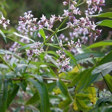 Bahçevilya Limon Melisa Aloysia Triphylla 1-2 yaş arası - Bahçevilya