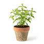 Bahçevilya Limon Melisa Aloysia Triphylla 1 - 2 yaş arası - Bahçevilya