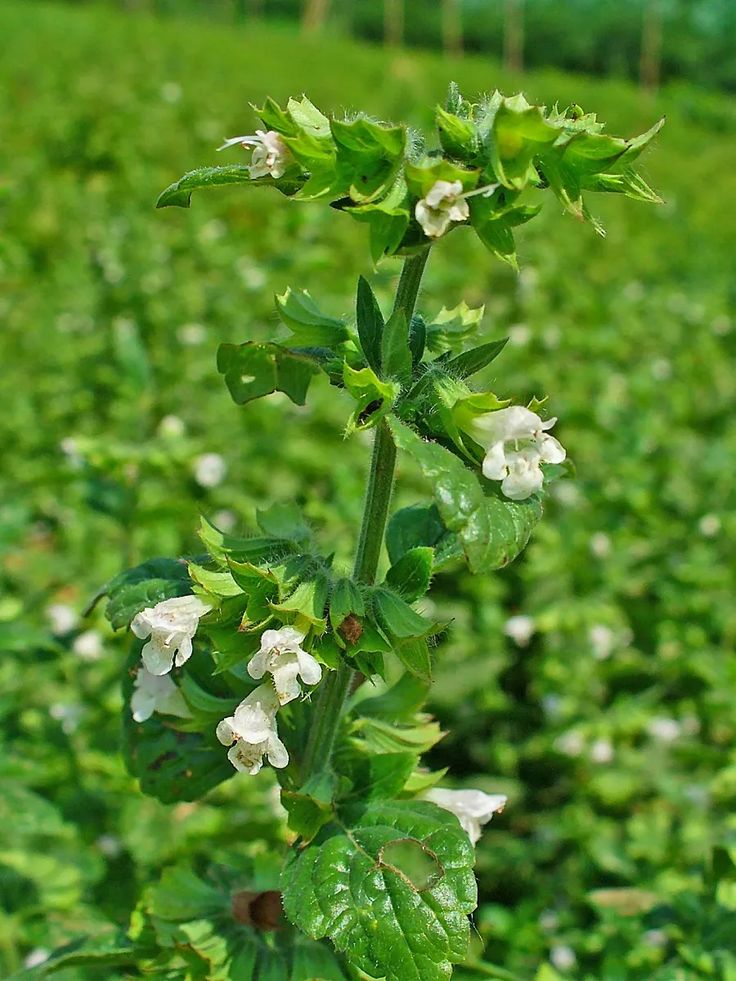 Bahçevilya Limon Melisa Aloysia Triphylla 1 - 2 yaş arası - Bahçevilya
