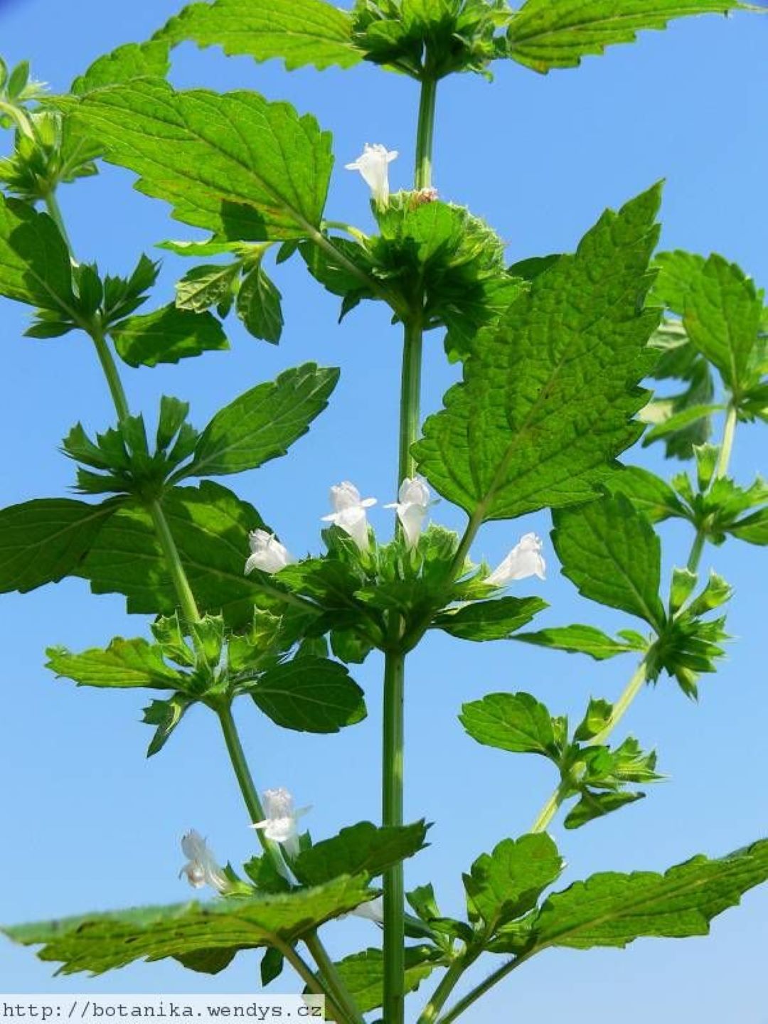 Bahçevilya Limon Melisa Aloysia Triphylla 1 - 2 yaş arası - Bahçevilya