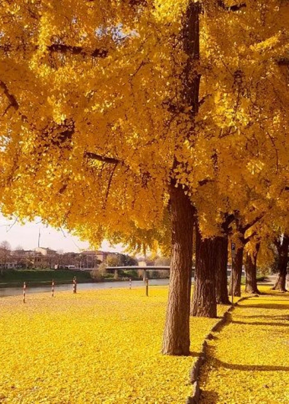 Bahçevilya Mabet Ağacı (Ginkgo biloba) Fidanı 2 adet 1 - 2 yaş arası - Bahçevilya