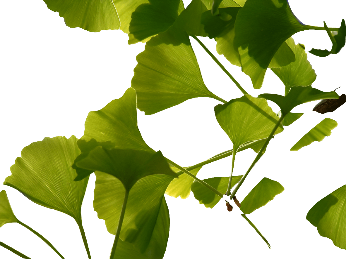 Bahçevilya Mabet Ağacı (Ginkgo biloba) Fidanı 2 adet 1 - 2 yaş arası - Bahçevilya
