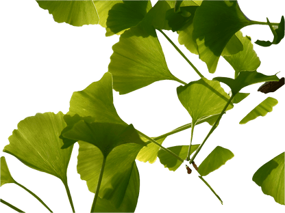 Bahçevilya Mabet Ağacı (Ginkgo biloba) Fidanı 2 adet 1 - 2 yaş arası - Bahçevilya