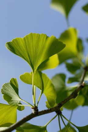 Bahçevilya Mabet Ağacı (Ginkgo biloba) Fidanı 2 adet 1 - 2 yaş arası - Bahçevilya