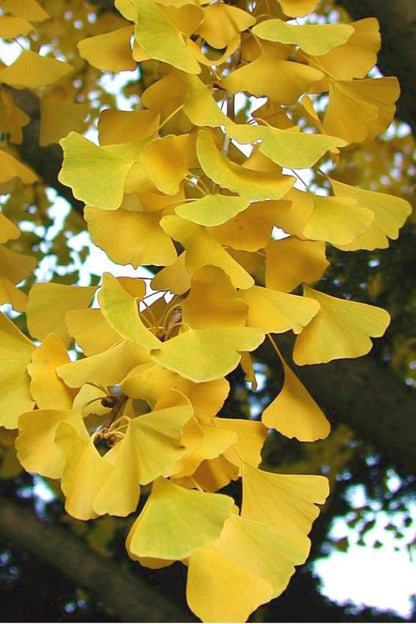 Bahçevilya Mabet Ağacı (Ginkgo biloba) Fidanı 3 adet 1 - 2 Yaş arası tüplü - Bahçevilya