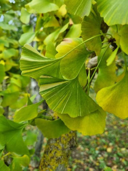Bahçevilya Mabet Ağacı (Ginkgo biloba) Fidanı 3 adet 1 - 2 Yaş arası tüplü - Bahçevilya
