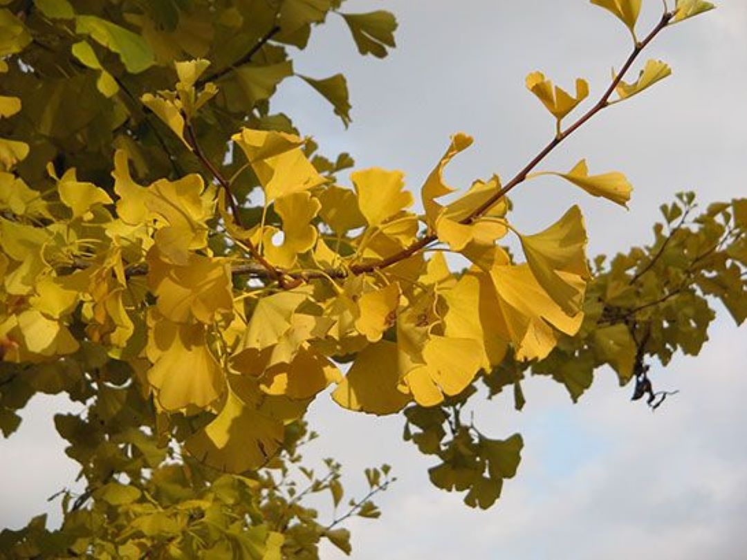 Bahçevilya Mabet Ağacı (Ginkgo biloba) Fidanı 3 adet 1 - 2 Yaş arası tüplü - Bahçevilya