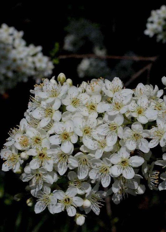 Bahçevilya Mahlep Fidanı - Tüplü 1 - 2 yaş arası tüplü - Bahçevilya