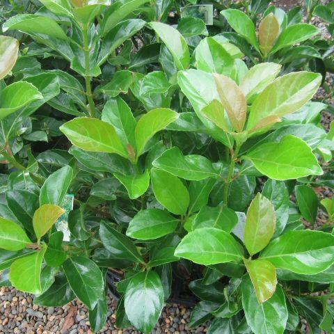 Bahçevilya Manolya Yapraklı Kartopu Fidanı - 1 - 2 Yaş arası tüplü - Bahçevilya