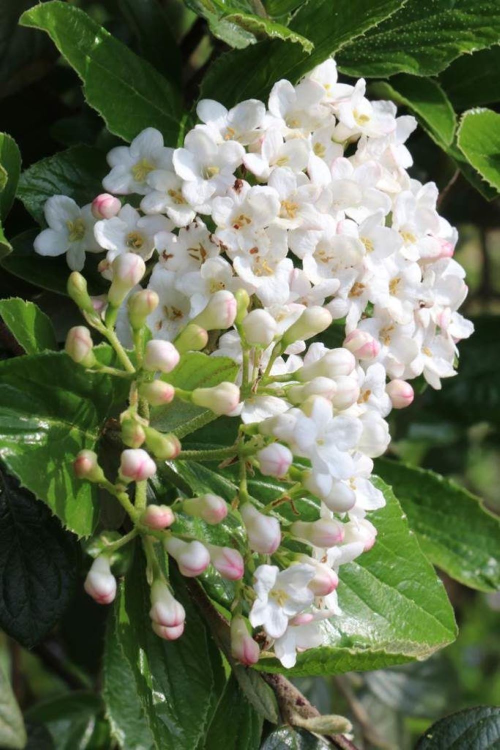 Bahçevilya Manolya Yapraklı Kartopu Fidanı 50 70 Cm 1 - 2 yaş arası tüplü - Bahçevilya