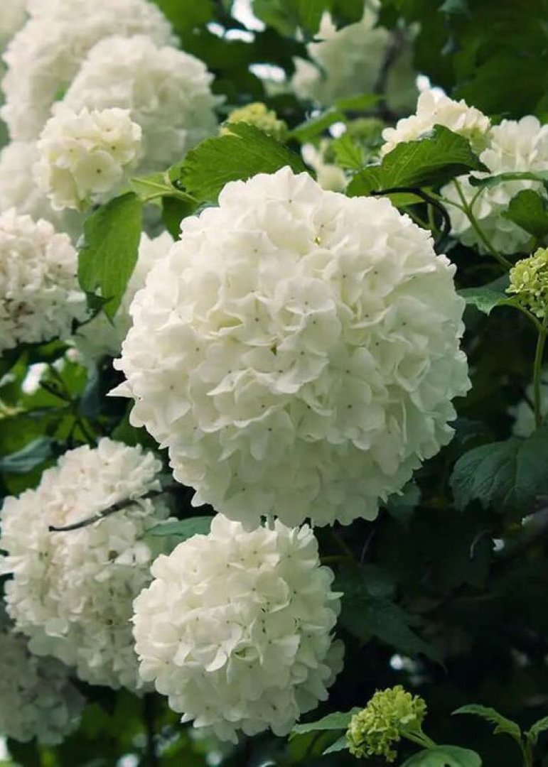 Bahçevilya Manolya Yapraklı Kartopu Fidanı 50 70 Cm 1 - 2 yaş arası tüplü - Bahçevilya