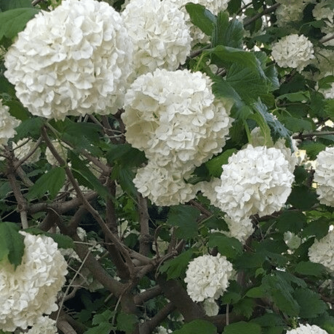 Bahçevilya Manolya Yapraklı Kartopu Fidanı 50 70 Cm 1 - 2 yaş arası tüplü - Bahçevilya