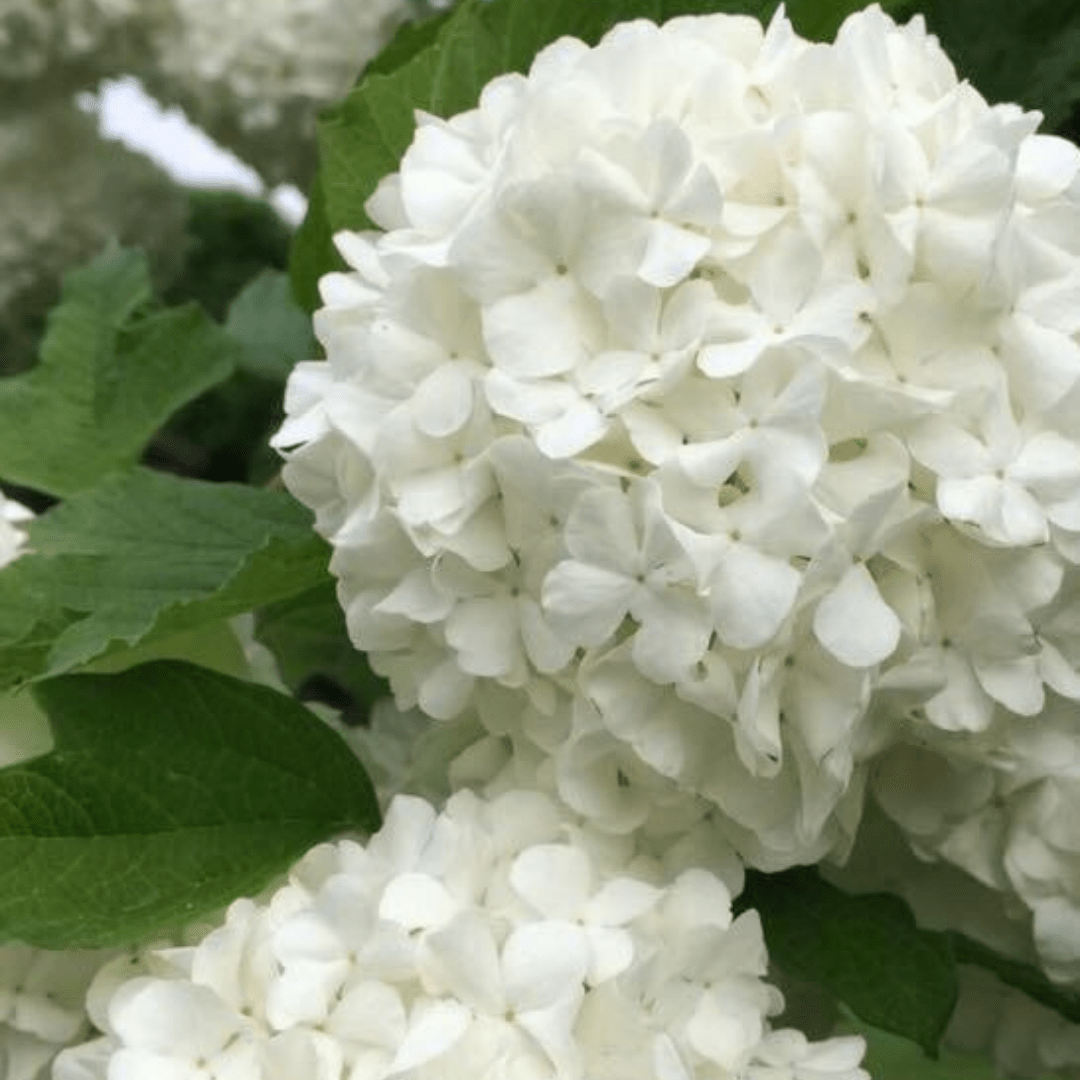 Bahçevilya Manolya Yapraklı Kartopu Fidanı 50 70 Cm 1 - 2 yaş arası tüplü - Bahçevilya