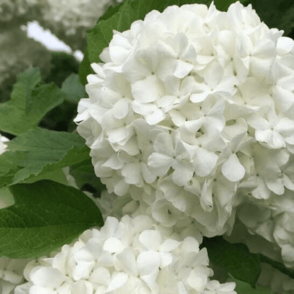 Bahçevilya Manolya Yapraklı Kartopu Fidanı 50 70 Cm 1 - 2 yaş arası tüplü - Bahçevilya