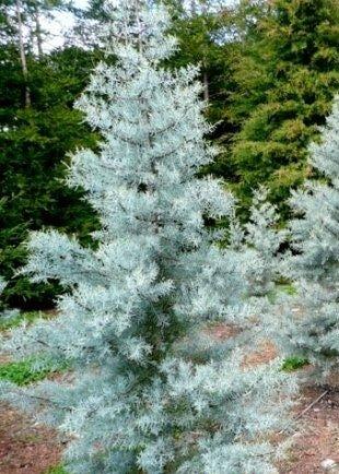 Bahçevilya Mavi servi boy 80 - 100 cm boy 2 yaşında tüplü - Bahçevilya