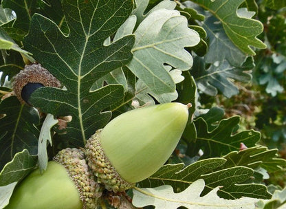 Bahçevilya Meşe Palamut Fidanı 2 Adet (20 - 30 Cm Boylarında) 1 - 2 yaş arası tüplü - Bahçevilya
