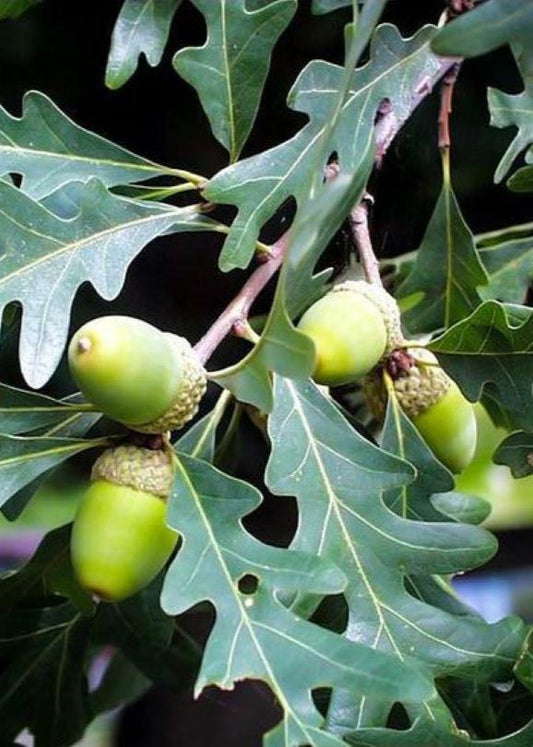 Bahçevilya Meşe Palamut Fidanı 2 Adet (20 - 30 Cm Boylarında) 1 - 2 yaş arası tüplü - Bahçevilya