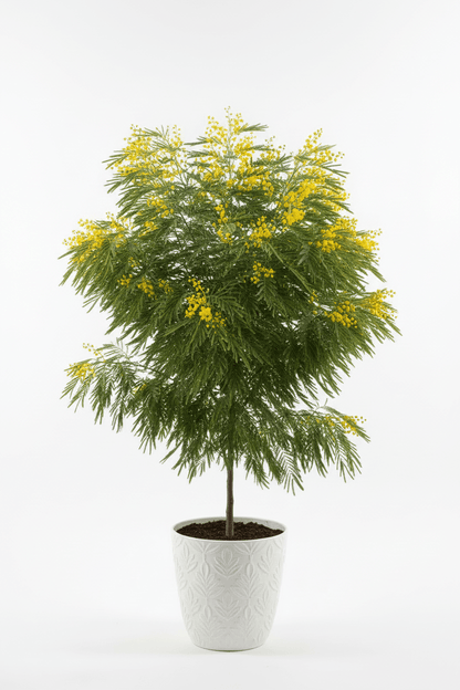 Bahçevilya Mimoza Çiçeği (Acacia dealbata) Fidanı 1-2 Yaş arası tüplü - Bahçevilya
