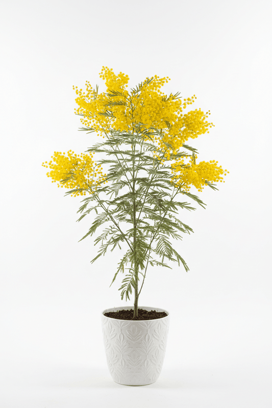 Bahçevilya Mimoza Çiçeği (Acacia dealbata) Fidanı 1-2 Yaş arası tüplü - Bahçevilya