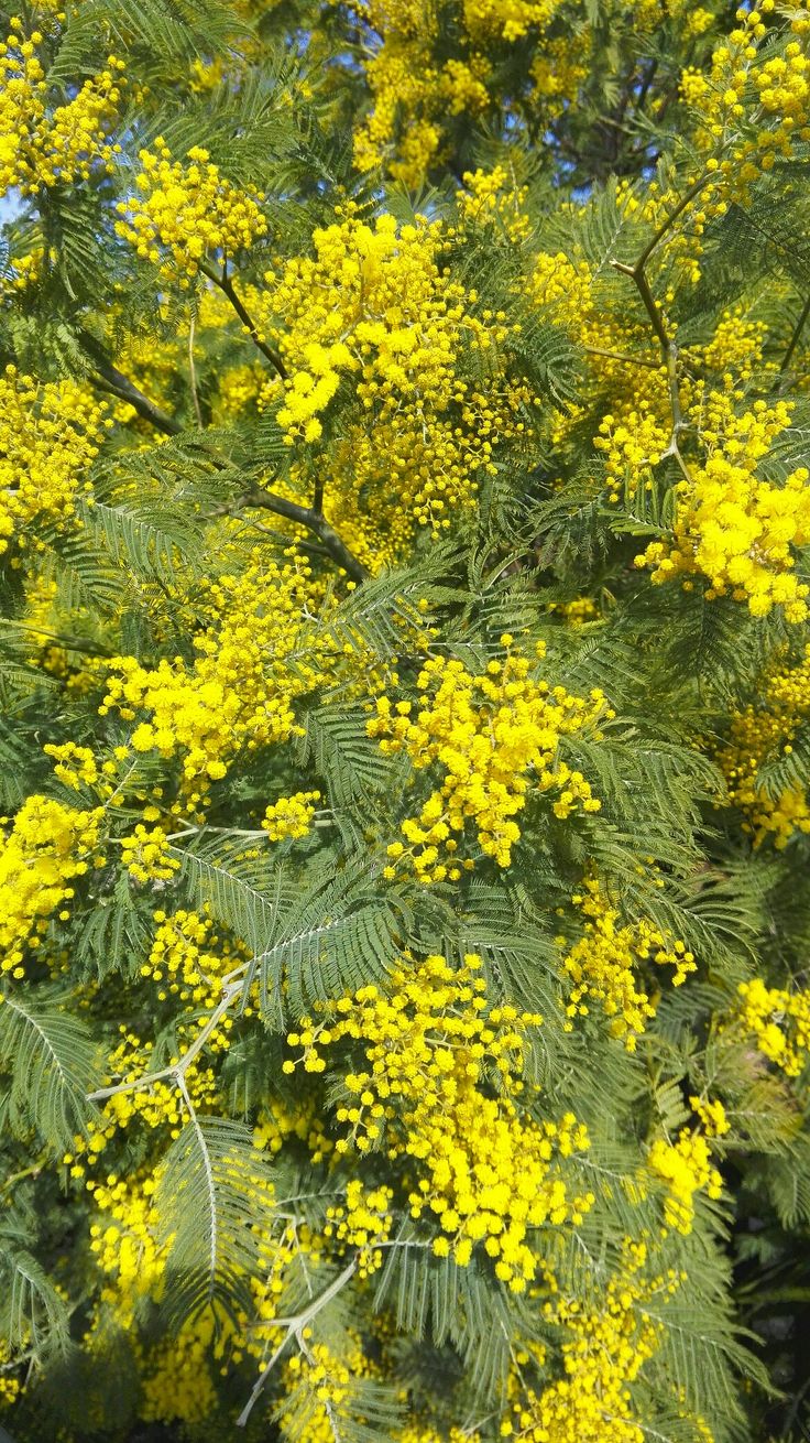 Bahçevilya Mimoza Çiçeği (Acacia dealbata) Fidanı 1 - 2 Yaş arası tüplü - Bahçevilya