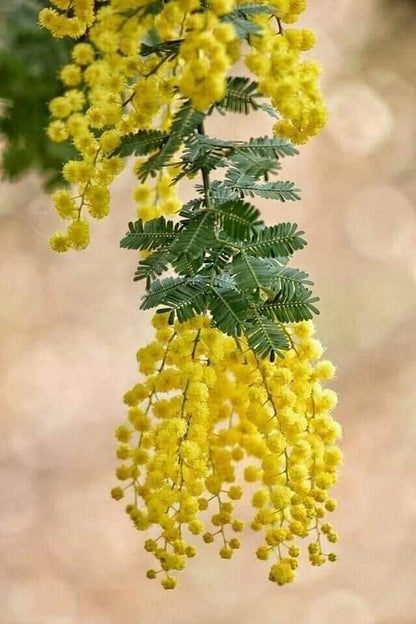 Bahçevilya Mimoza Çiçeği (Acacia dealbata) Fidanı 1 - 2 Yaş arası tüplü - Bahçevilya