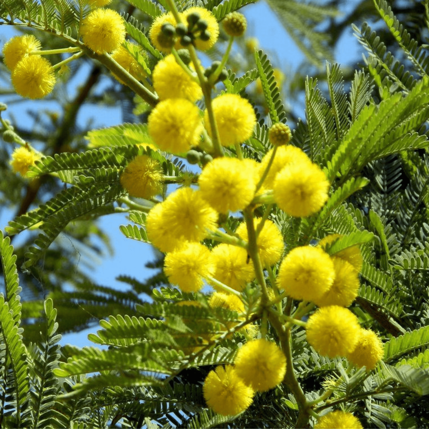 Bahçevilya Mimoza Çiçeği (Acacia dealbata) Fidanı 1 - 2 yaş arası tüplü - Bahçevilya