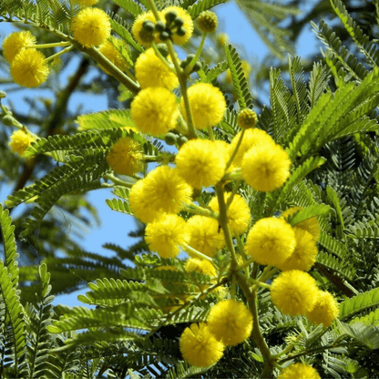 Bahçevilya Mimoza Çiçeği (Acacia dealbata) Fidanı 1 - 2 yaş arası tüplü - Bahçevilya
