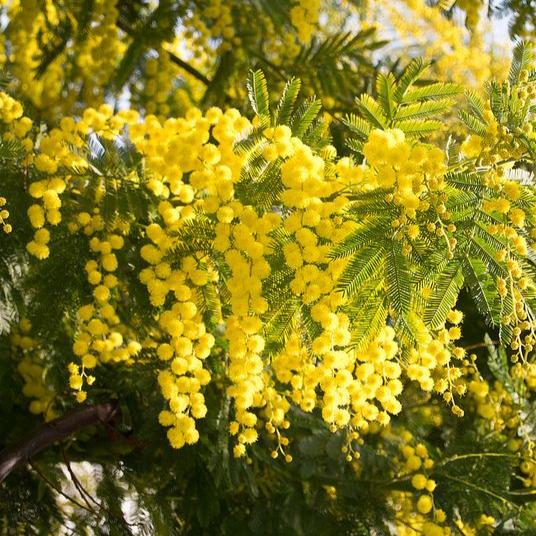 Bahçevilya Mimoza Çiçeği (Acacia dealbata) Fidanı 1 - 2 Yaş arası tüplü - Bahçevilya