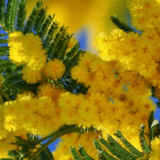 Bahçevilya Mimoza Çiçeği (Acacia dealbata) Fidanı 1 - 2 yaş arası tüplü - Bahçevilya