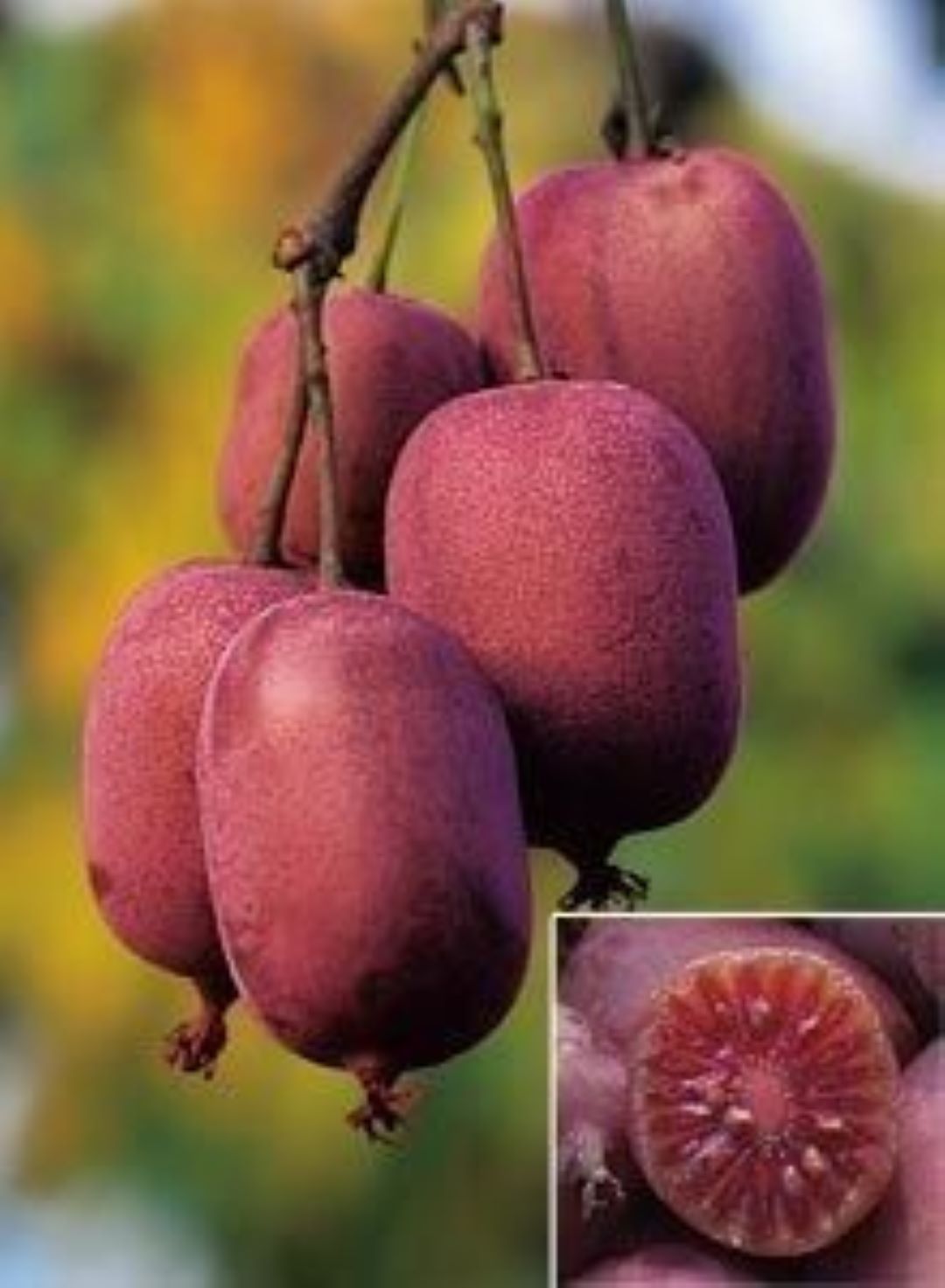 Bahçevilya Mini Kivi (Actinidia arguta) Fidanı 1 - 2 Yaş Arası saksılı - Bahçevilya