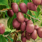 Bahçevilya Mini Kivi (Actinidia arguta) Fidanı 1-2 Yaş Arası saksılı - Bahçevilya