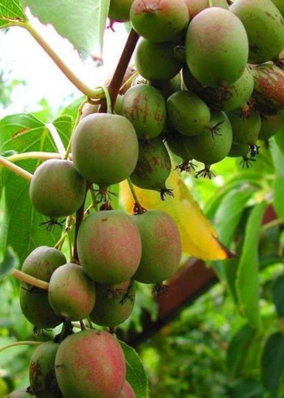Bahçevilya Mini Kivi (Actinidia arguta) Fidanı 1-2 Yaş Arası saksılı - Bahçevilya