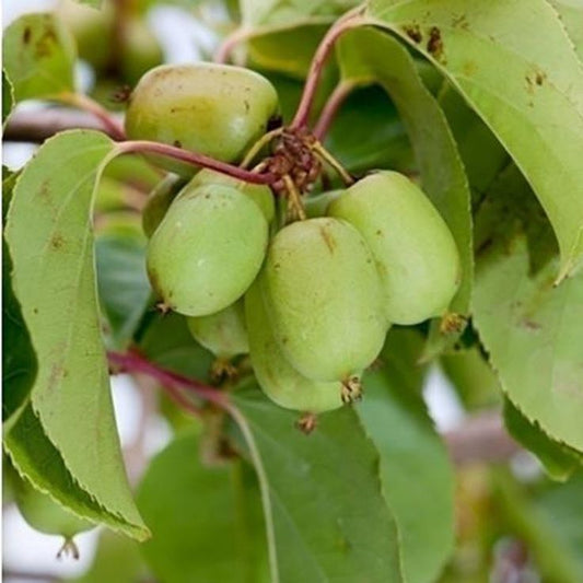 Bahçevilya Mini Kivi Fidanı 1 - 2 yaş arası saksılı - Bahçevilya