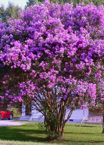 Bahçevilya Mor Oya Ağacı 1 - 2 yaş arası tüplü - Bahçevilya
