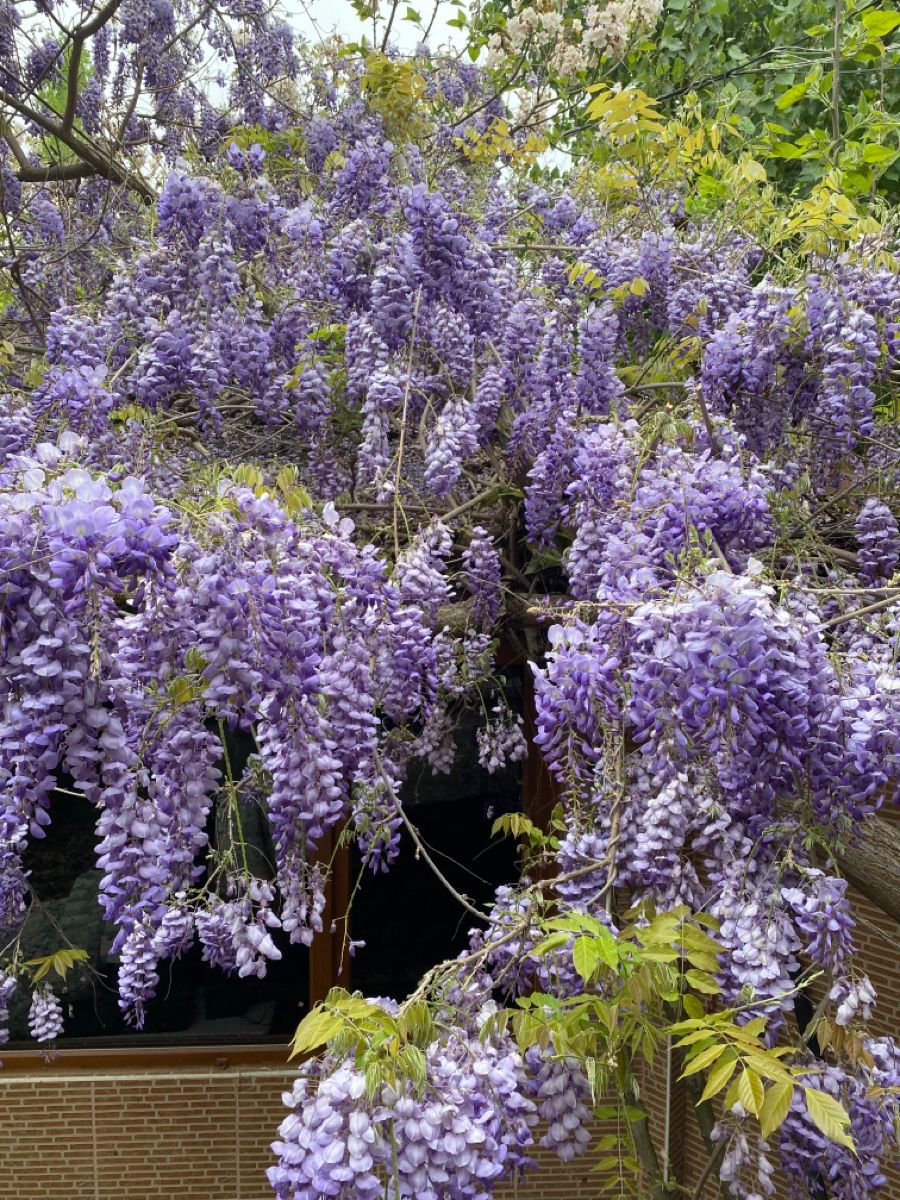 Bahçevilya Mor Salkım (Wisteria sinensis) Fidanı 1 - 2 yaş arası tüplü - Bahçevilya