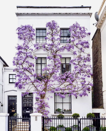 Bahçevilya Mor Salkım (Wisteria sinensis) Fidanı 1 - 2 yaş arası tüplü - Bahçevilya