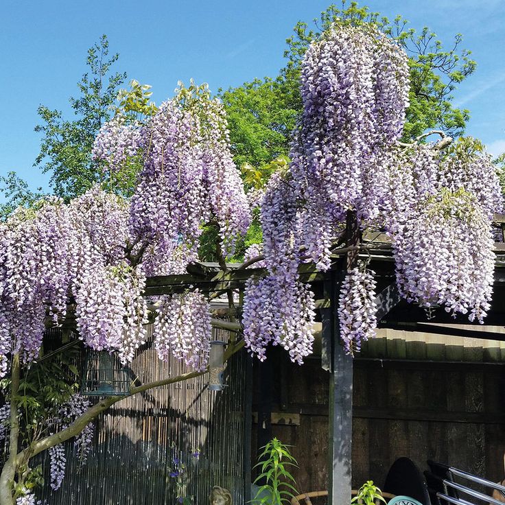 Bahçevilya Mor Salkım (Wisteria sinensis) Fidanı 1 - 2 yaş arası tüplü - Bahçevilya