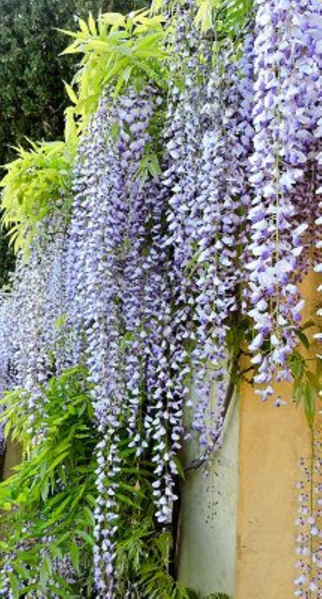 Bahçevilya Mor Salkım (Wisteria sinensis) Fidanı 1 - 2 yaş arası tüplü - Bahçevilya
