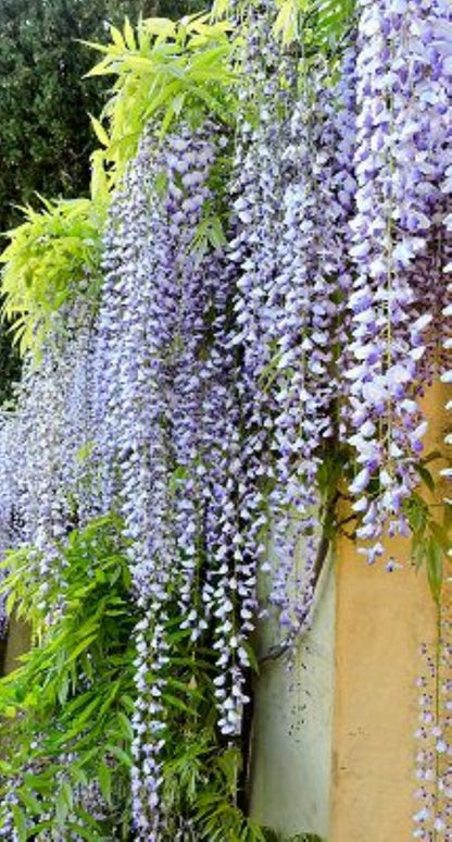 Bahçevilya Mor Salkım (Wisteria sinensis) Fidanı 1 - 2 yaş arası tüplü - Bahçevilya