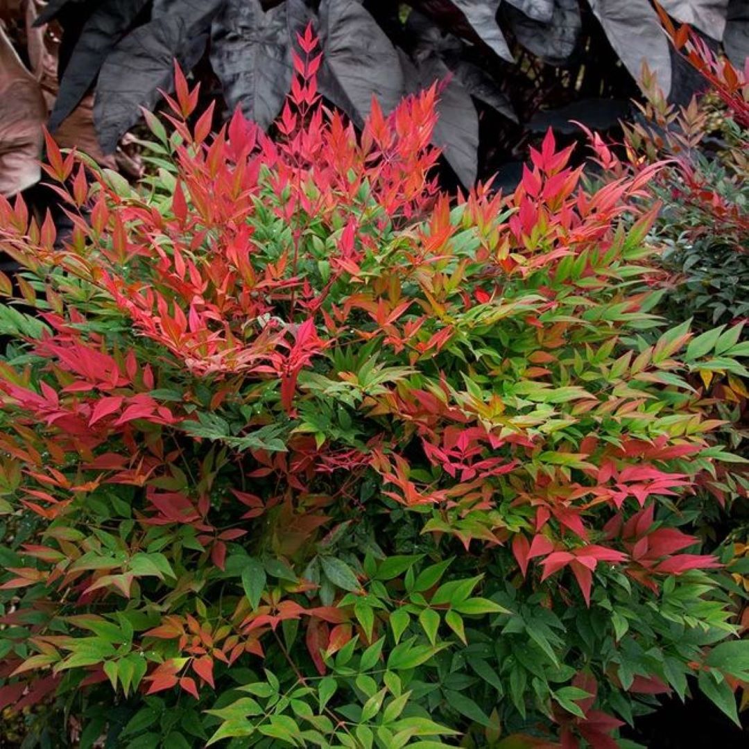 Bahçevilya Nandina (Cennet Bambusu) Fidanı 1 - 2 yaş arası saksılı - Bahçevilya