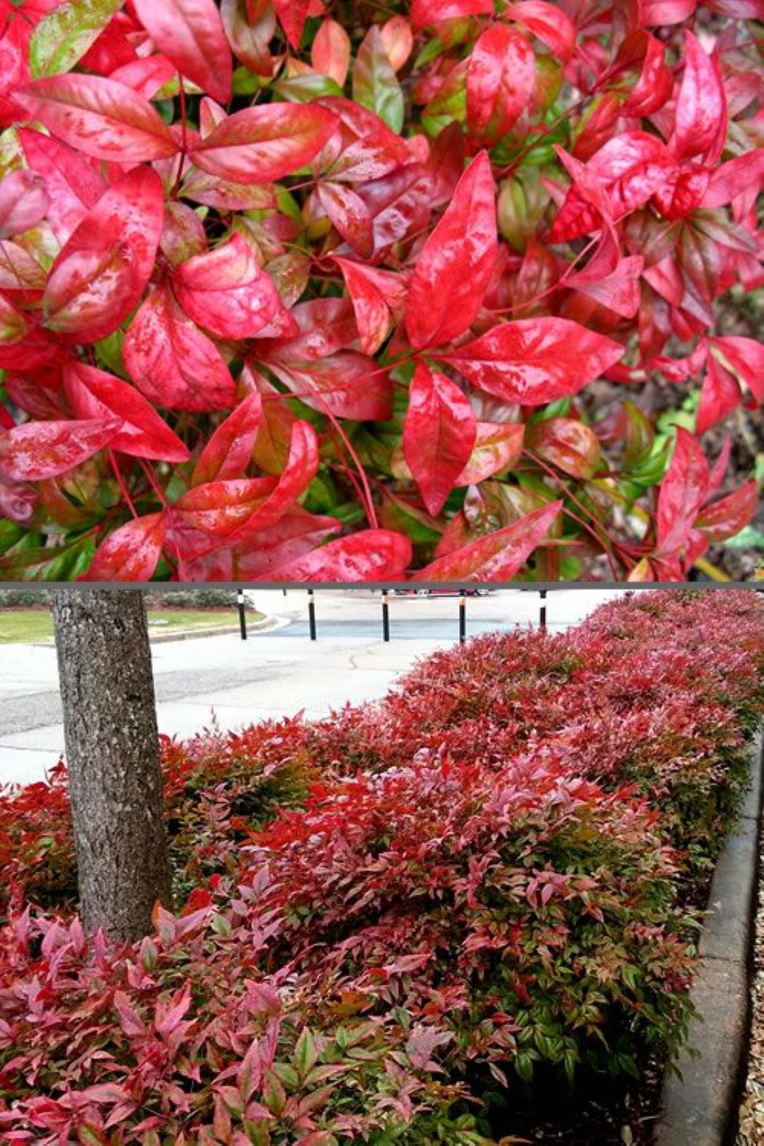 Bahçevilya Nandina (Cennet Bambusu) Fidanı 1 - 2 yaş arası saksılı - Bahçevilya