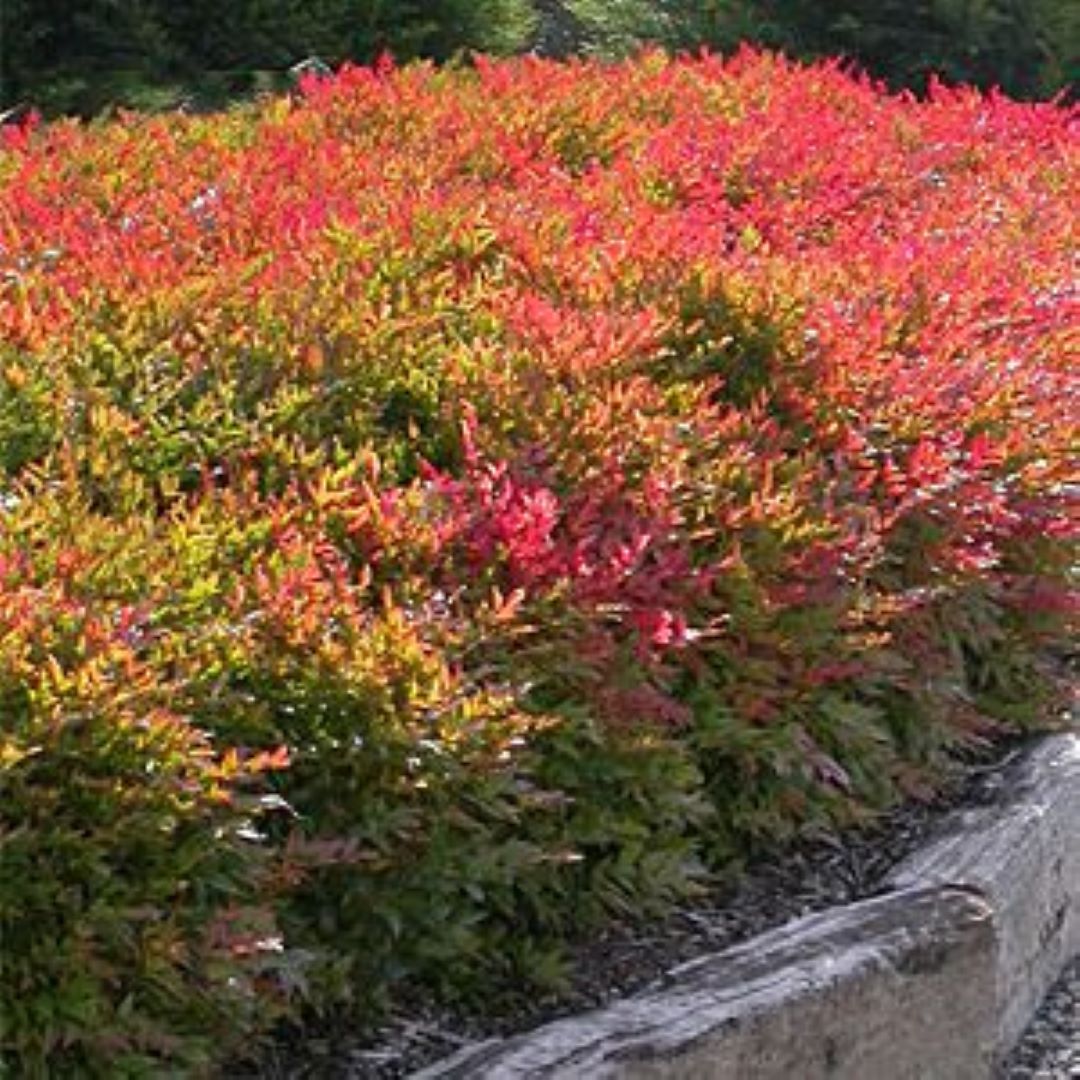 Bahçevilya Nandina (Cennet Bambusu) Fidanı 1 - 2 yaş arası saksılı - Bahçevilya