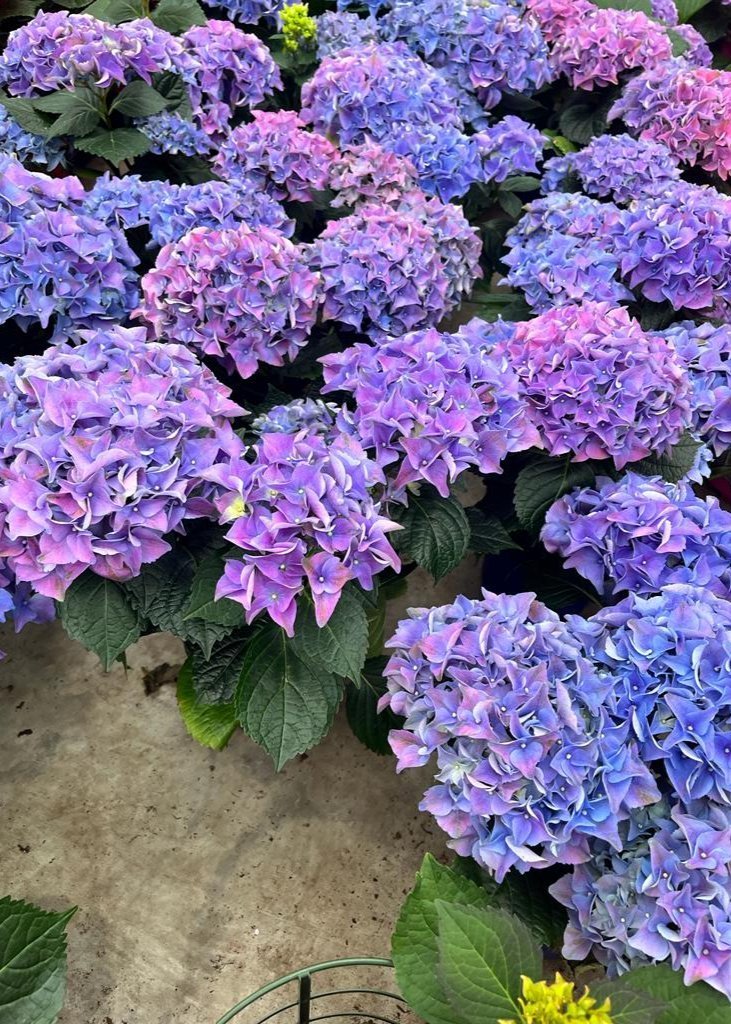 Hydrangea4937　0602 Bahçevilya Ortanca (Hydrangea) Fidanı 2 Yaşında Tüplü