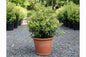 Bahçevilya osmanthus heterophyllus Alacalı Fidan 1 - 2 yaş arası 20 - 40 cm saksılı - Bahçevilya