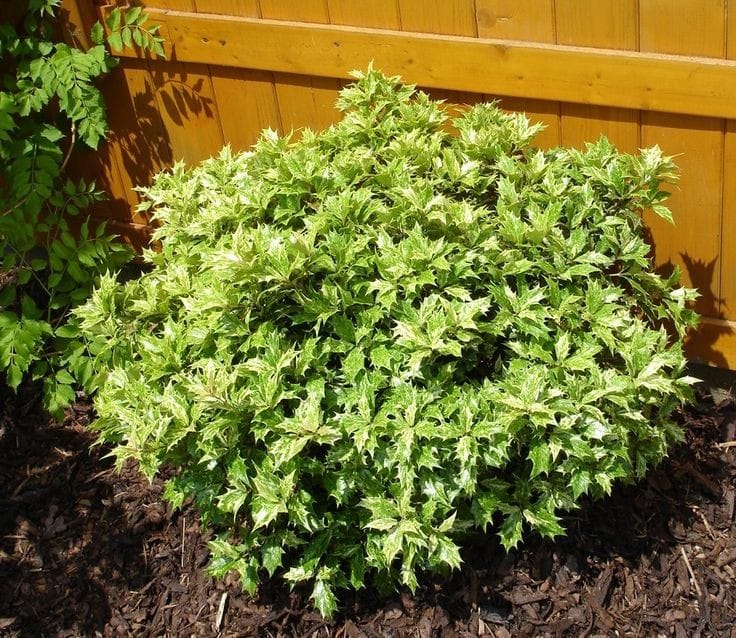 Bahçevilya osmanthus heterophyllus Alacalı Fidan 1 - 2 yaş arası 20 - 40 cm saksılı - Bahçevilya