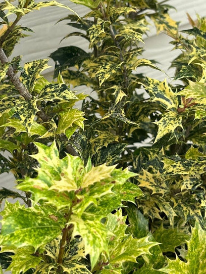 Bahçevilya osmanthus heterophyllus Alacalı Fidan 1 - 2 yaş arası 20 - 40 cm saksılı - Bahçevilya