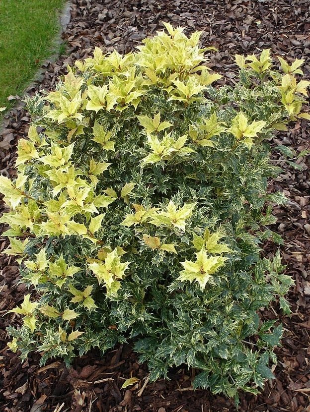Bahçevilya osmanthus heterophyllus Alacalı Fidan 1 - 2 yaş arası 20 - 40 cm saksılı - Bahçevilya