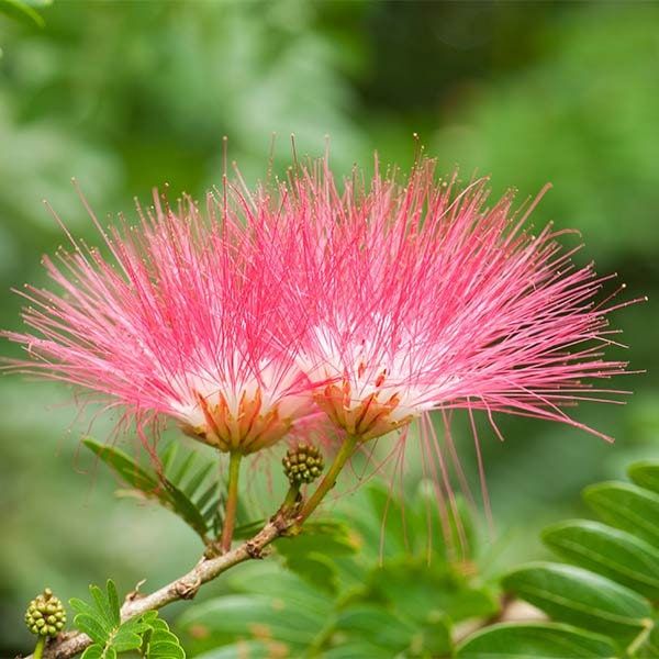 Bahçevilya Pembe Çiçekli Gülibrişim (Albizzia julibrissin) Fidanı 1 - 2 Yaş arası Tüplü - Bahçevilya
