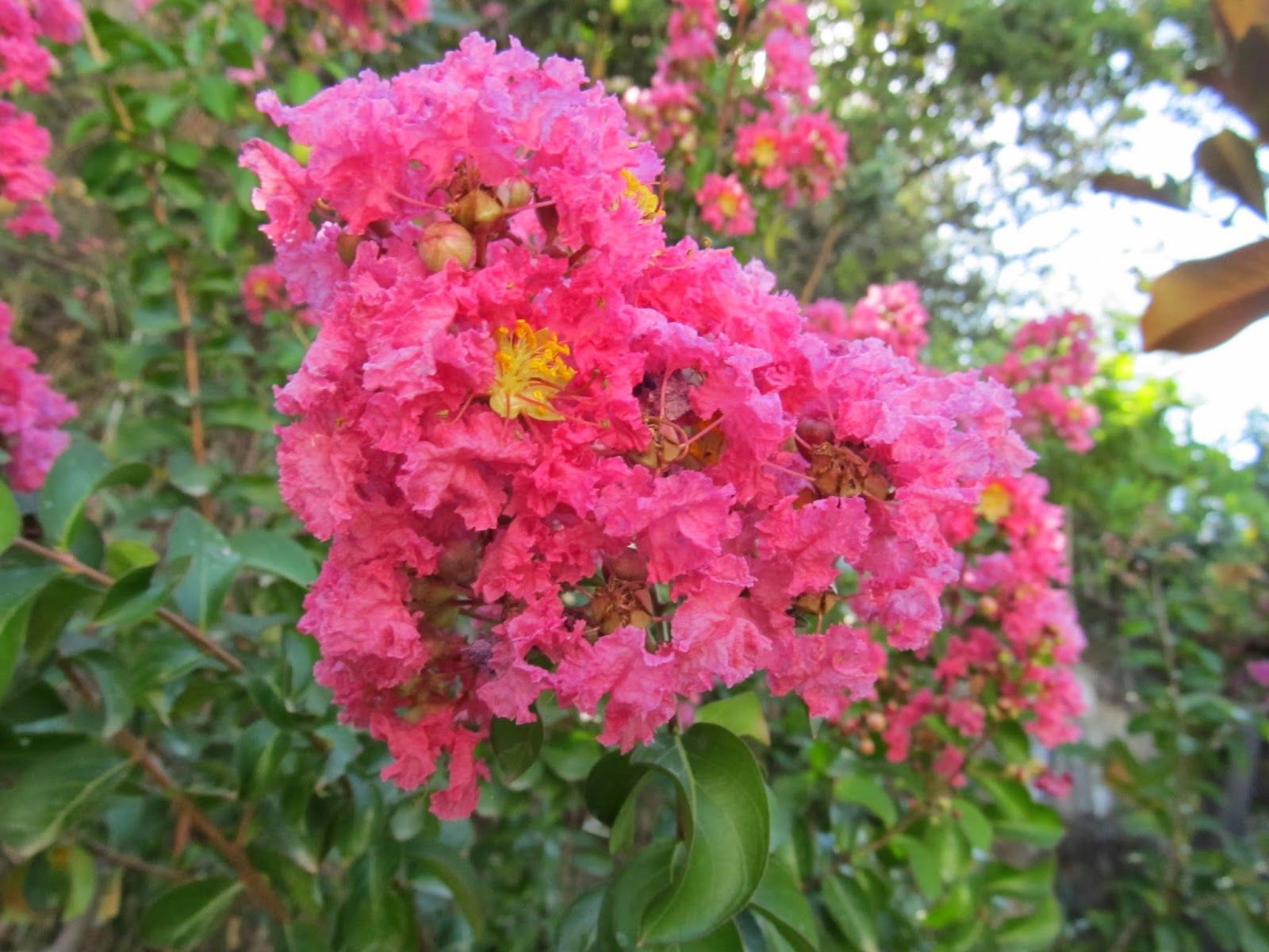 Bahçevilya Pembe Oya Ağacı (Lagerstroemia indica) Fidanı 1 - 2 Yaş arası tüplü - Bahçevilya