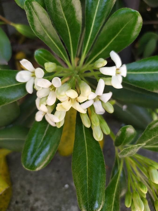 Bahçevilya Pitosporum Fidanı [yıldız Çalısı][2 Yaşında] - Bahçevilya